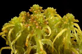 Attēlu rezultāti vaicājumam “Sphagnum platyphyllum”