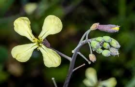 Attēlu rezultāti vaicājumam “Raphanus raphanistrum flower”