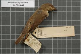 Image result for Hippolais caligata