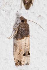 Attēlu rezultāti vaicājumam “Notocelia roborana”