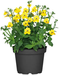 Image result for Elfenspiegel