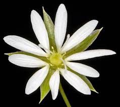 Attēlu rezultāti vaicājumam “Stellaria graminea flower”