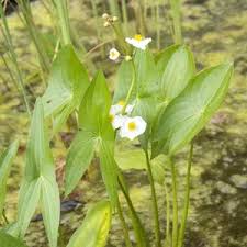 Attēlu rezultāti vaicājumam “Sagittaria sagittifolia leaf”