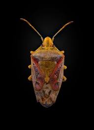 Attēlu rezultāti vaicājumam “Elasmostethus interstinctus”