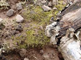 Attēlu rezultāti vaicājumam “Pleuridium subulatum”