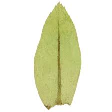 Attēlu rezultāti vaicājumam “Thamnobryum subserratum”