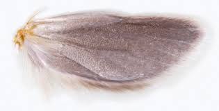 Attēlu rezultāti vaicājumam “Yponomeuta malinellus / cagnagella imago”