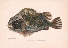 Image result for Cyclopterus lumpus