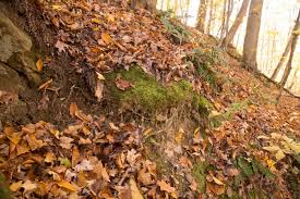 Attēlu rezultāti vaicājumam “Ctenidium molluscum”