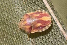 Attēlu rezultāti vaicājumam “Eurygaster testudinaria imago”