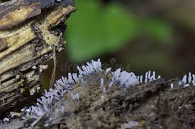 Attēlu rezultāti vaicājumam “Stemonitopsis typhina”