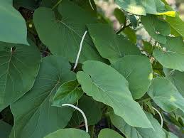 Attēlu rezultāti vaicājumam “Oenothera rubricauli leaf”