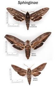 Attēlu rezultāti vaicājumam “Sphinx pinastri”