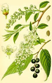 Attēlu rezultāti vaicājumam “Padus avium leaf”