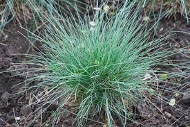 Attēlu rezultāti vaicājumam “Festuca pratensis”