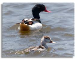 Attēlu rezultāti vaicājumam “Tadorna tadorna juvenile”