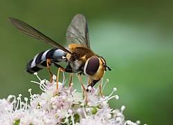 Attēlu rezultāti vaicājumam “Lycogala convexum”