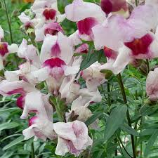 Attēlu rezultāti vaicājumam “Antirrhinum majus flower”