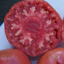 Afbeeldingsresultaat voor 1884 purple tomato