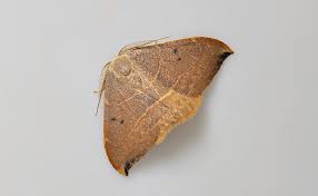 Attēlu rezultāti vaicājumam “Watsonalla binaria”