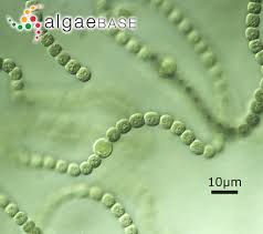 Attēlu rezultāti vaicājumam “Nostoc commune macro”