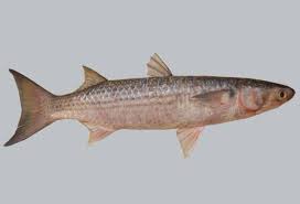 Image result for Mugil liza