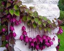 Image result for Rhodochiton atrosanguineum