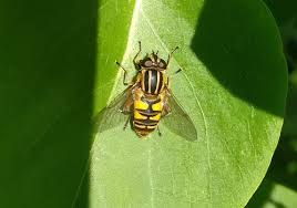 Attēlu rezultāti vaicājumam “Helophilus pendulus”