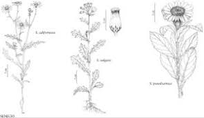 Attēlu rezultāti vaicājumam “Senecio vulgaris leaf”