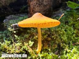 Attēlu rezultāti vaicājumam “Pluteus leoninus”