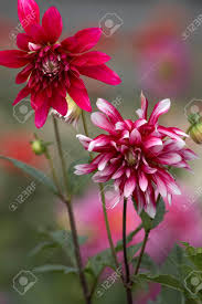 Image result for Dahlia Darkarin`
