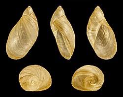 Attēlu rezultāti vaicājumam “Succinea”