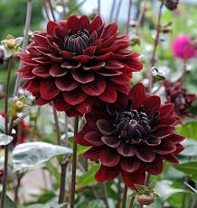 Image result for Dahlia x pinnata `Redskin`