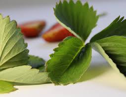 Attēlu rezultāti vaicājumam “Fragaria vesca leaf”