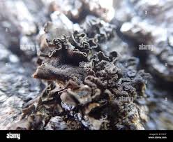 Attēlu rezultāti vaicājumam “Leptogium saturninum”