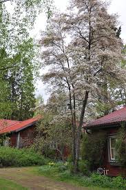 Attēlu rezultāti vaicājumam “Amelanchier spicata”