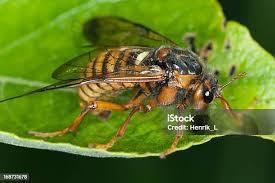 Attēlu rezultāti vaicājumam “Cimbex femoratus”