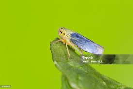 Attēlu rezultāti vaicājumam “Cicadella viridis”