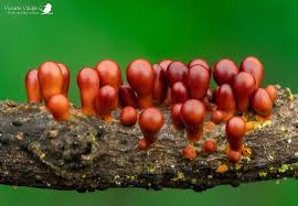 Attēlu rezultāti vaicājumam “Physaraceae”