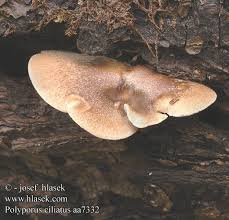 Attēlu rezultāti vaicājumam “Polyporus ciliatus”