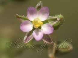 Attēlu rezultāti vaicājumam “Spergularia marina bud”