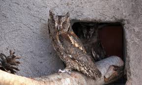 Image result for Otus scops