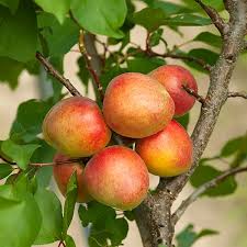 Attēlu rezultāti vaicājumam “Prunus armeniaca fruit”