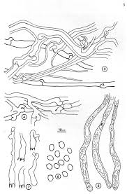 Attēlu rezultāti vaicājumam “Didymium serpula young”