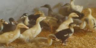 Image result for Aylesbury Ducks Sub Aqua Club