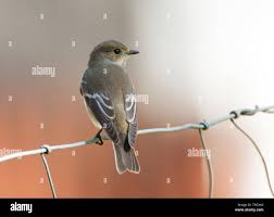 Attēlu rezultāti vaicājumam “Ficedula hypoleuca juvenile”