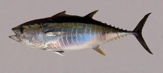 Image result for Thunnus albacares