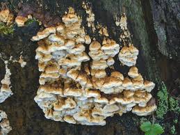 Attēlu rezultāti vaicājumam “Antrodia serialis”