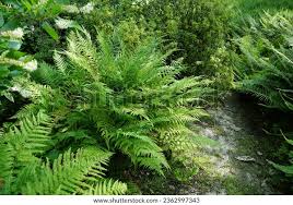 Attēlu rezultāti vaicājumam “Dryopteris dilatata”