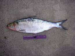 Image result for Alosa chrysochloris